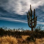green cactus under white clouds